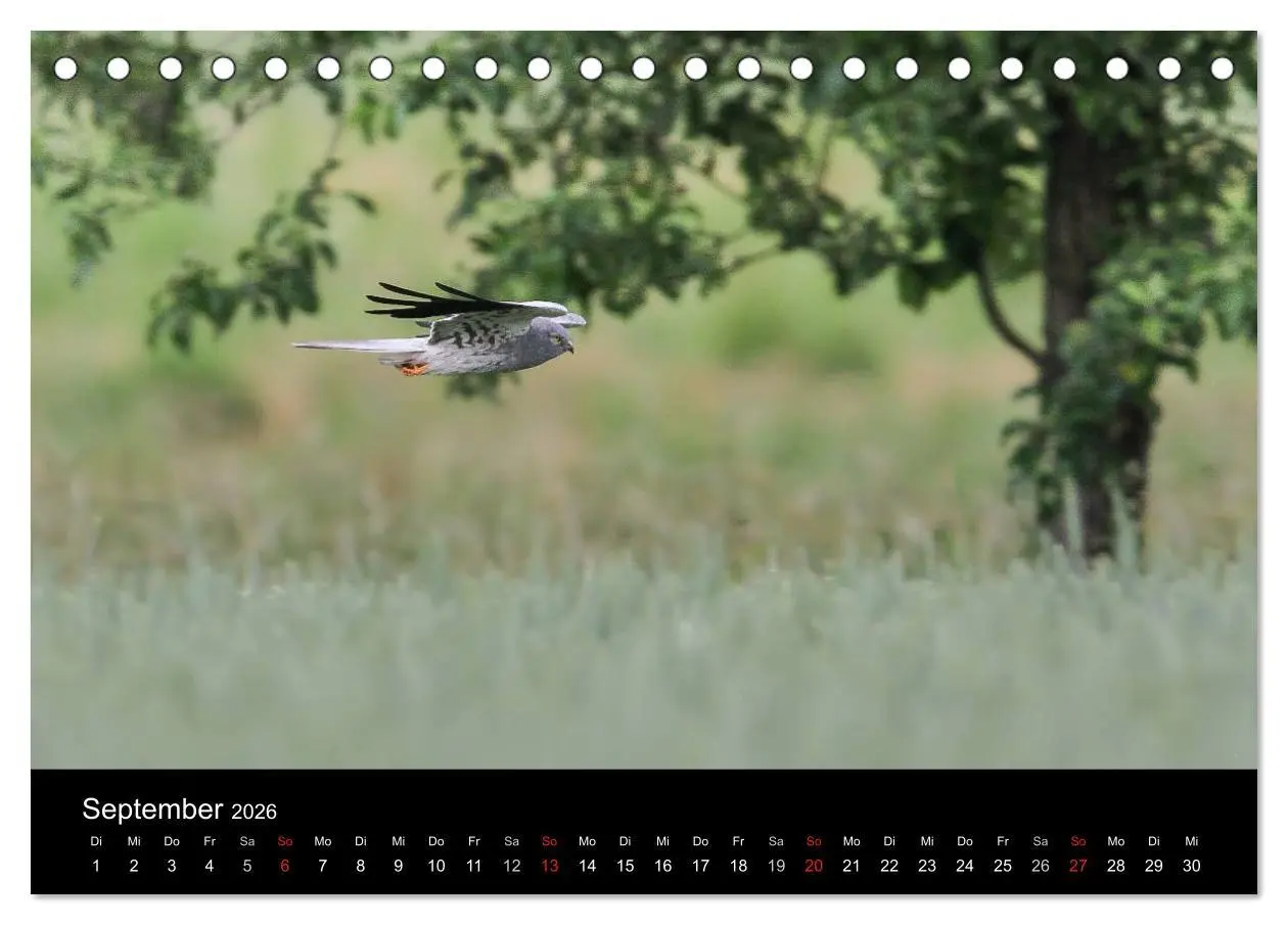 Bild: 9783516127256 | Wiesenweihen in Deutschland (Tischkalender 2026 DIN A5 quer),...