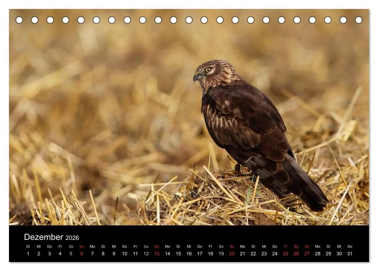 Bild: 9783516127256 | Wiesenweihen in Deutschland (Tischkalender 2026 DIN A5 quer),...
