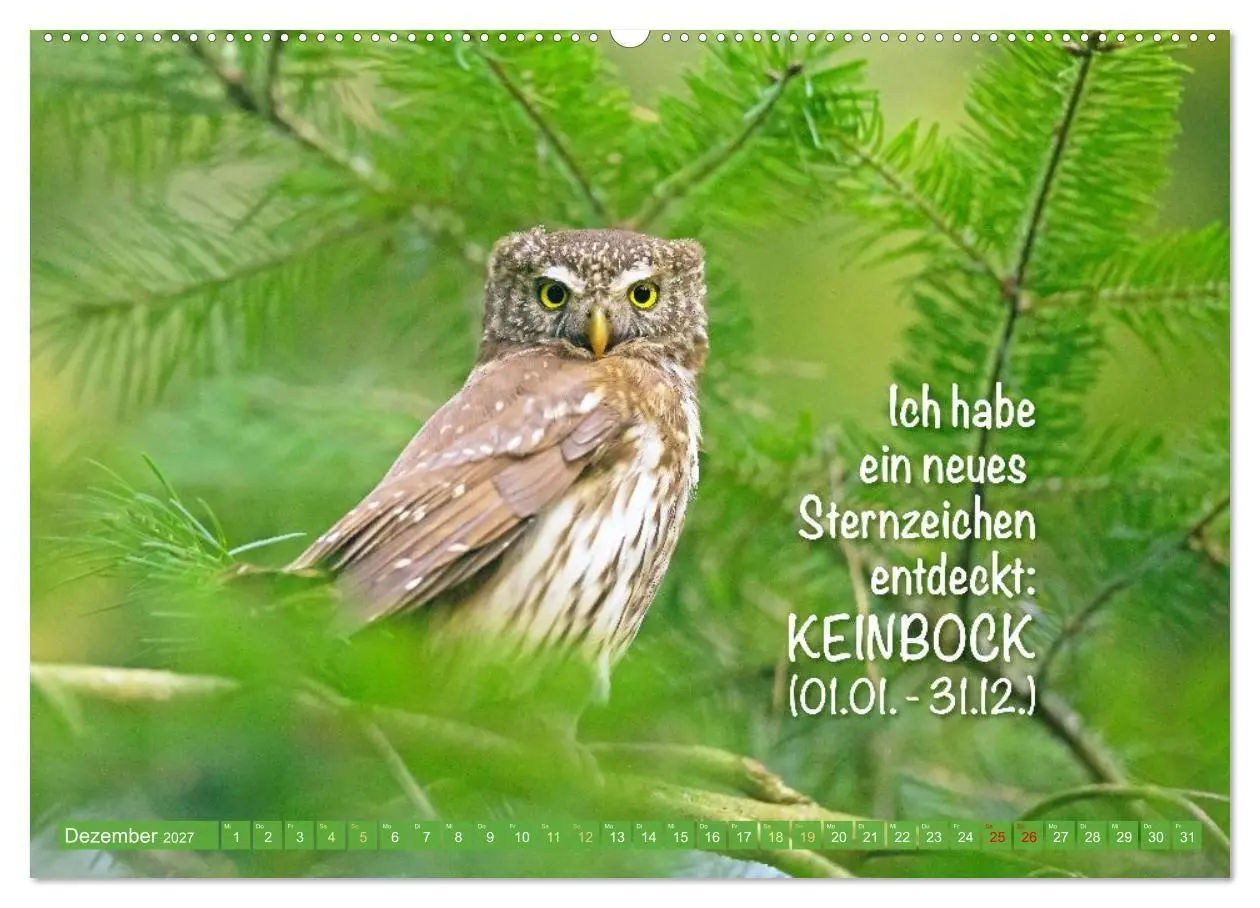 Bild: 9783516987256 | Die Eulen sind los: Edition lustige Tiere (hochwertiger Premium...