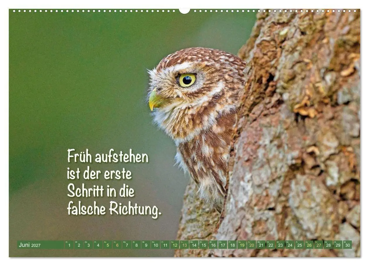 Bild: 9783516987256 | Die Eulen sind los: Edition lustige Tiere (hochwertiger Premium...
