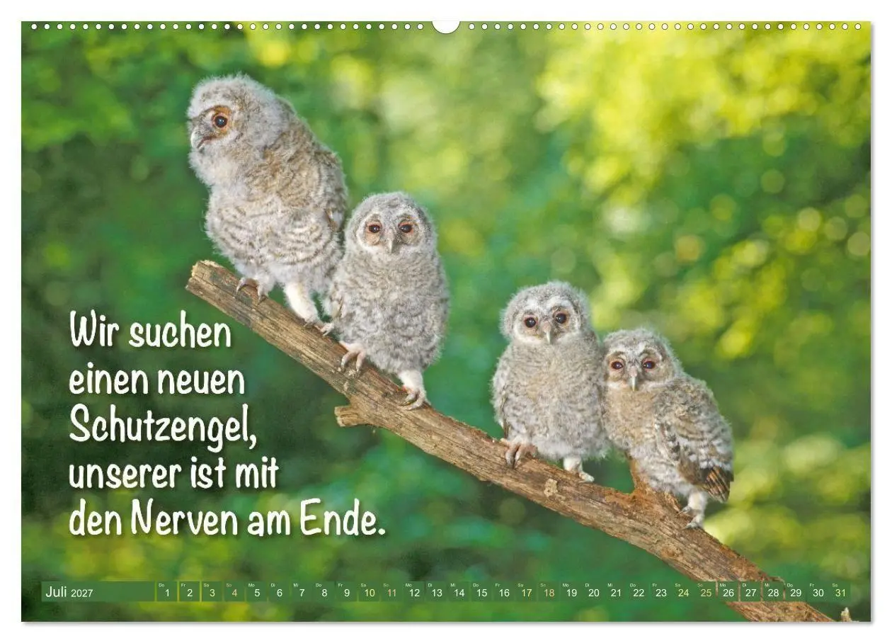 Bild: 9783516987256 | Die Eulen sind los: Edition lustige Tiere (hochwertiger Premium...