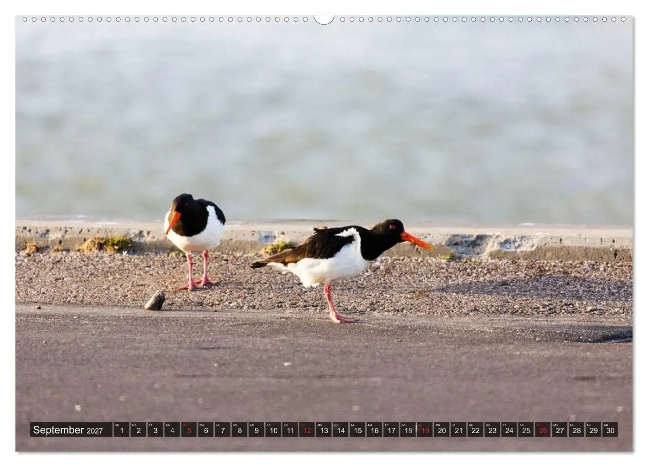 Bild: 9783594027356 | Rømø (Wandkalender 2027 DIN A2 quer), CALVENDO Monatskalender | 2027