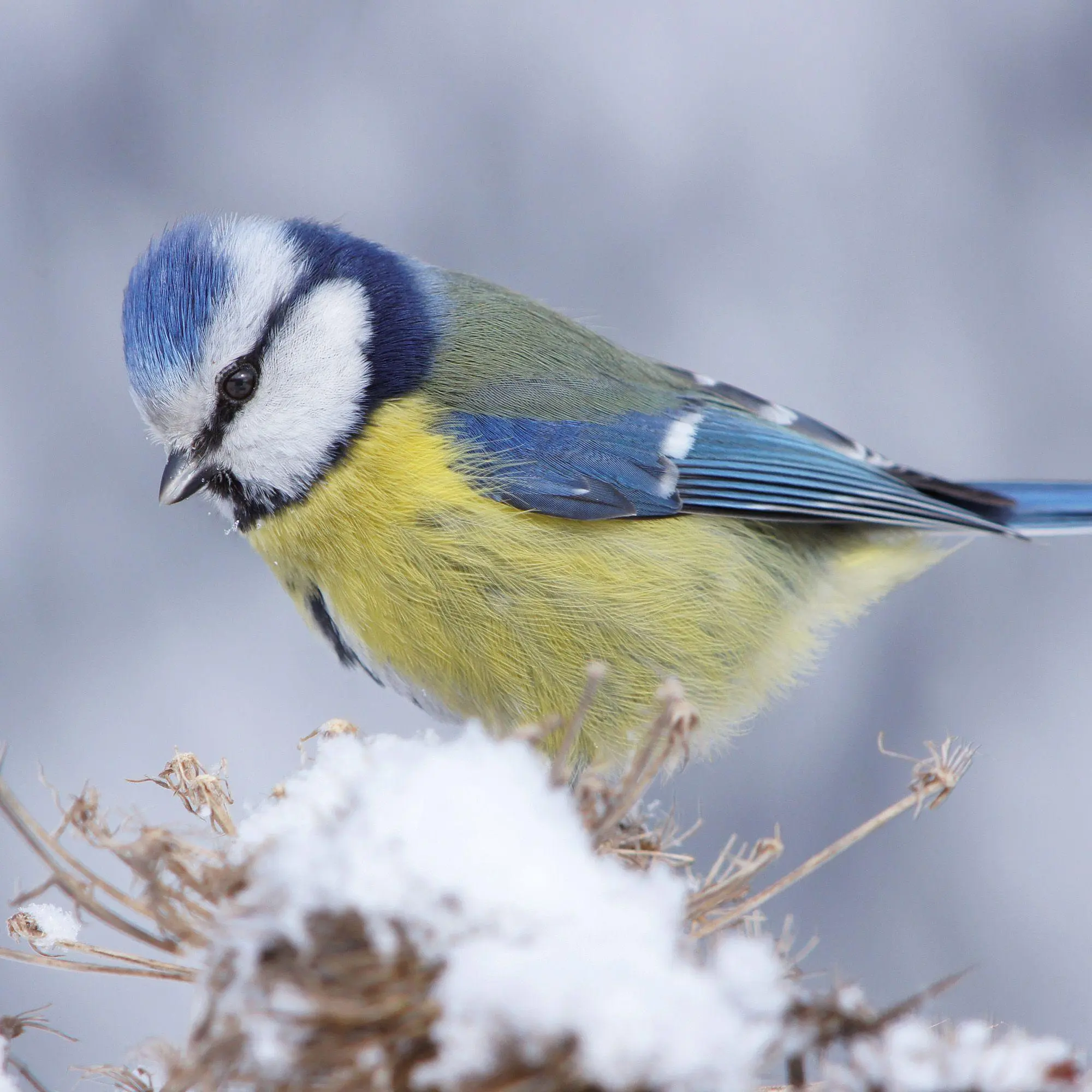Bild: 9783959297356 | Vögel / Birds 2027 | Kalender 2027 | Kalender | Artwork Edition | 2027
