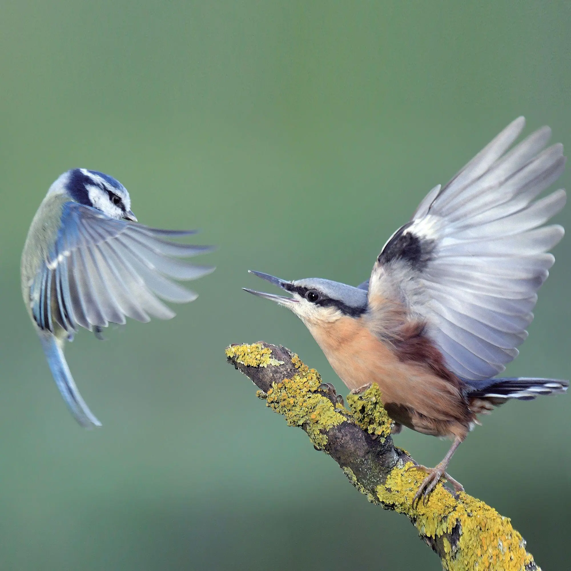 Bild: 9783959297356 | Vögel / Birds 2027 | Kalender 2027 | Kalender | Artwork Edition | 2027