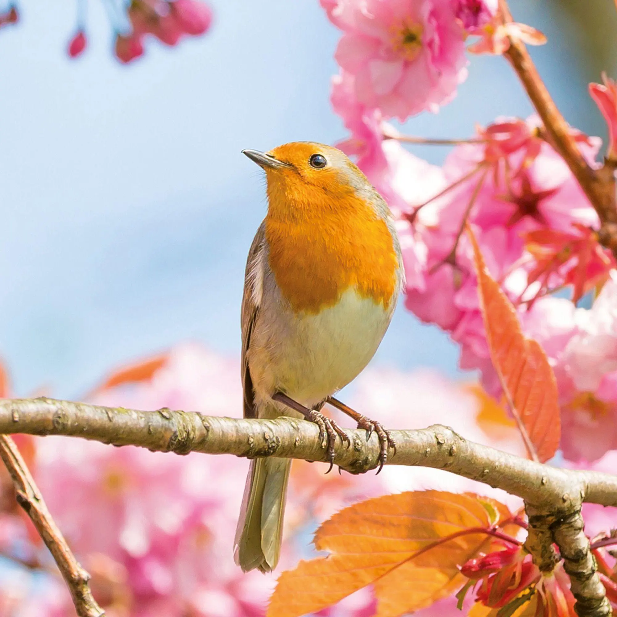 Bild: 9783959297356 | Vögel / Birds 2027 | Kalender 2027 | Kalender | Artwork Edition | 2027