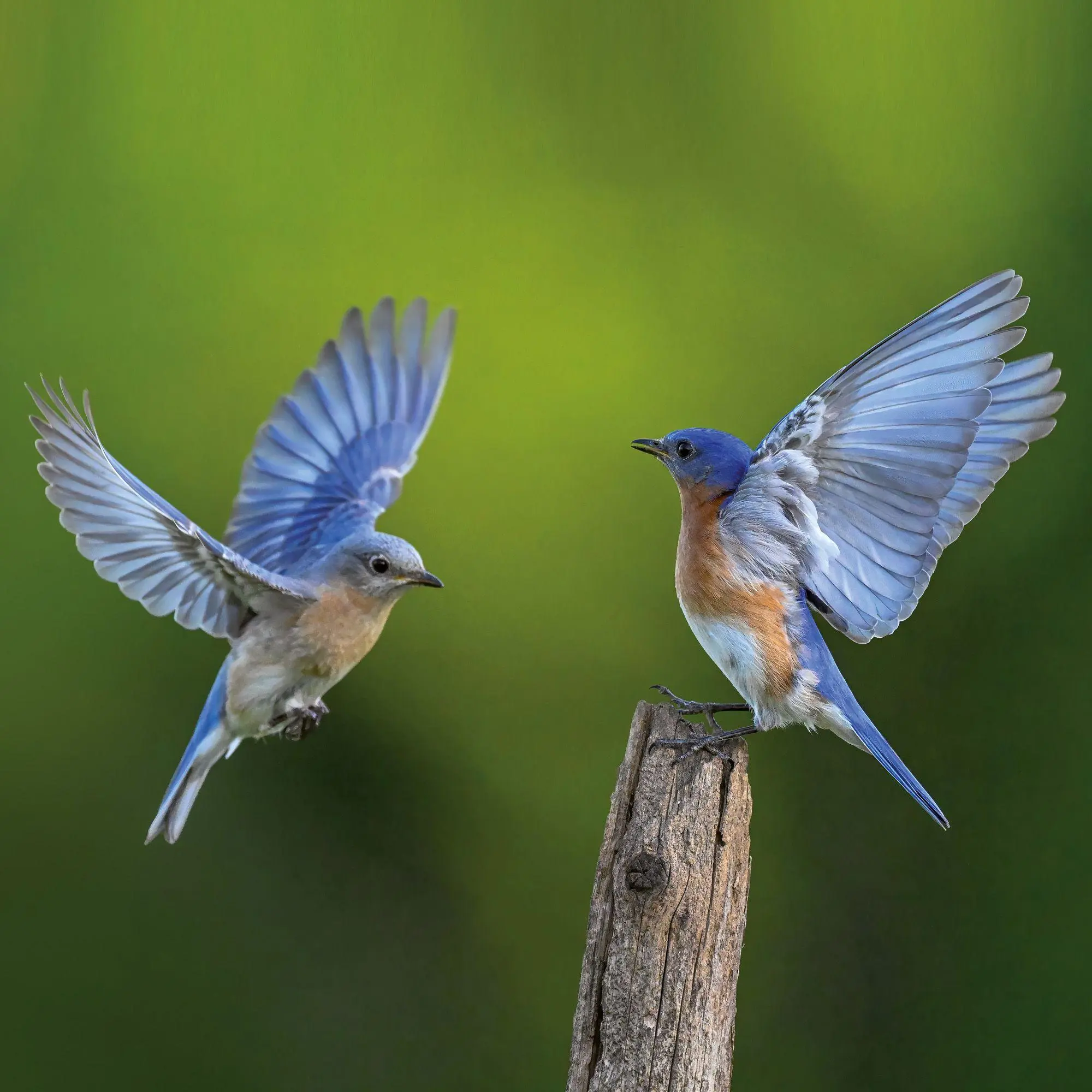 Bild: 9783959297356 | Vögel / Birds 2027 | Kalender 2027 | Kalender | Artwork Edition | 2027