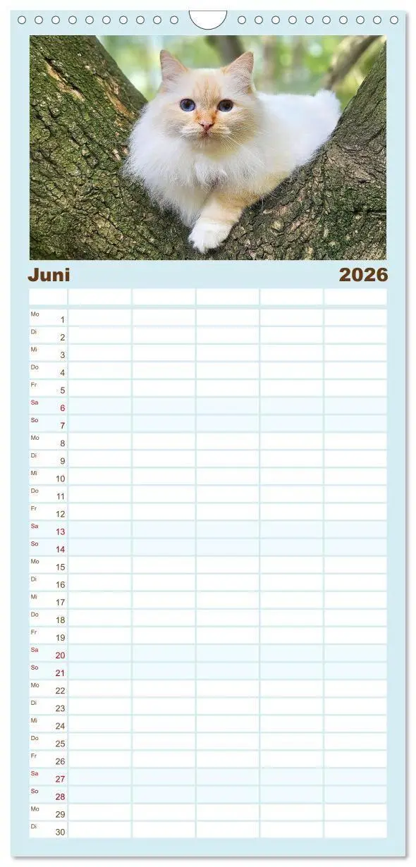 Bild: 9783516657456 | Familienplaner 2026 - Heilige Birma Katzen - Eine Rasse mit...