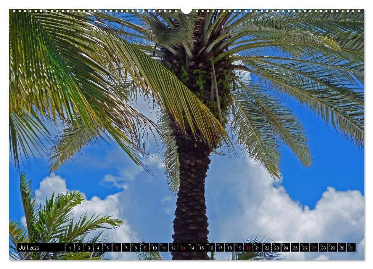 Bild: 9783435827756 | MIAMI (Wandkalender 2025 DIN A2 quer), CALVENDO Monatskalender | 2025