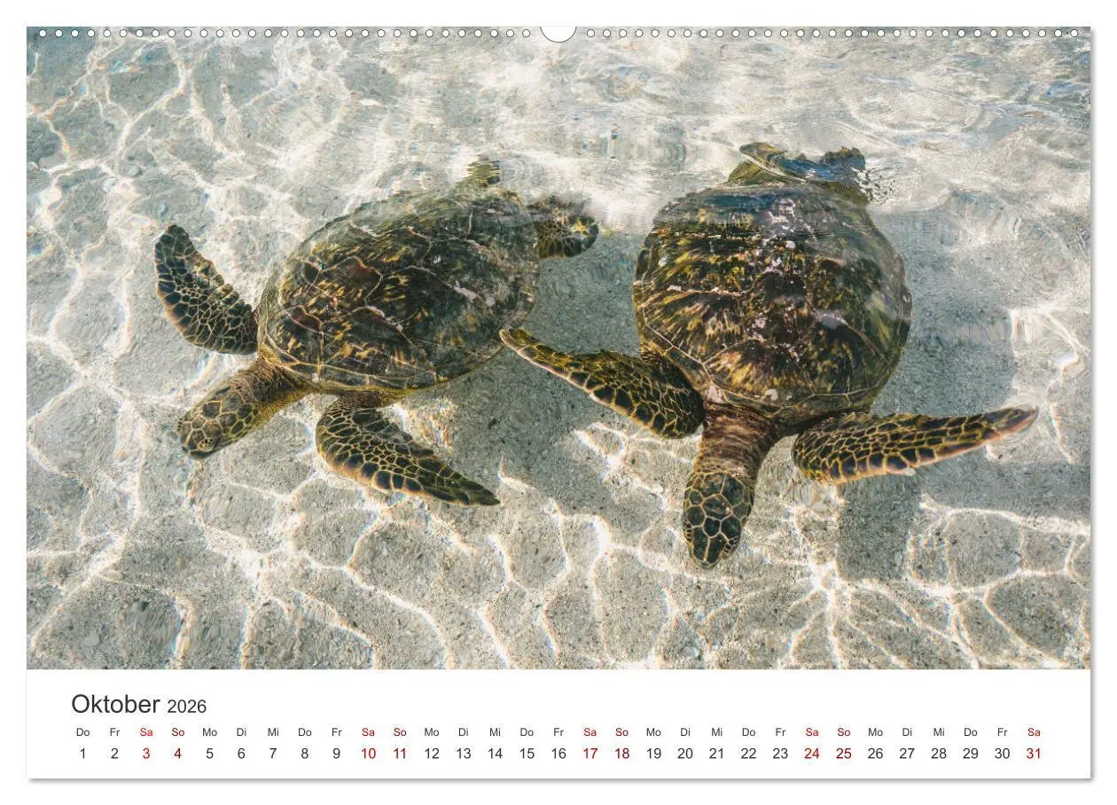 Bild: 9783457607756 | Schildkröten - Die gepanzerten Tiere. (Wandkalender 2026 DIN A2...