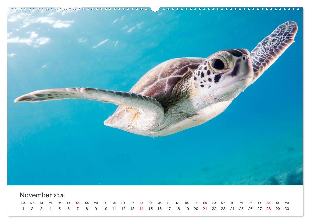 Bild: 9783457607756 | Schildkröten - Die gepanzerten Tiere. (Wandkalender 2026 DIN A2...