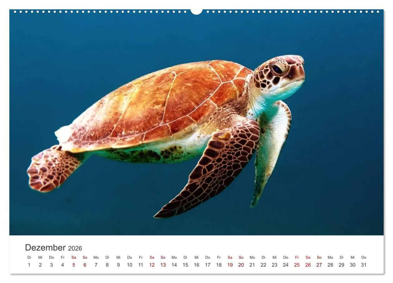Bild: 9783457607756 | Schildkröten - Die gepanzerten Tiere. (Wandkalender 2026 DIN A2...