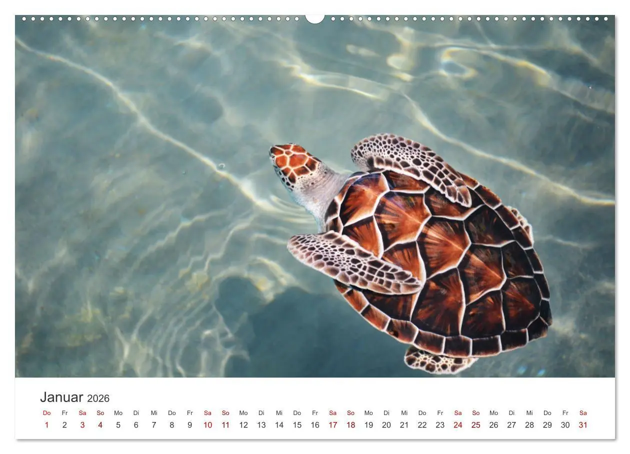 Bild: 9783457607756 | Schildkröten - Die gepanzerten Tiere. (Wandkalender 2026 DIN A2...