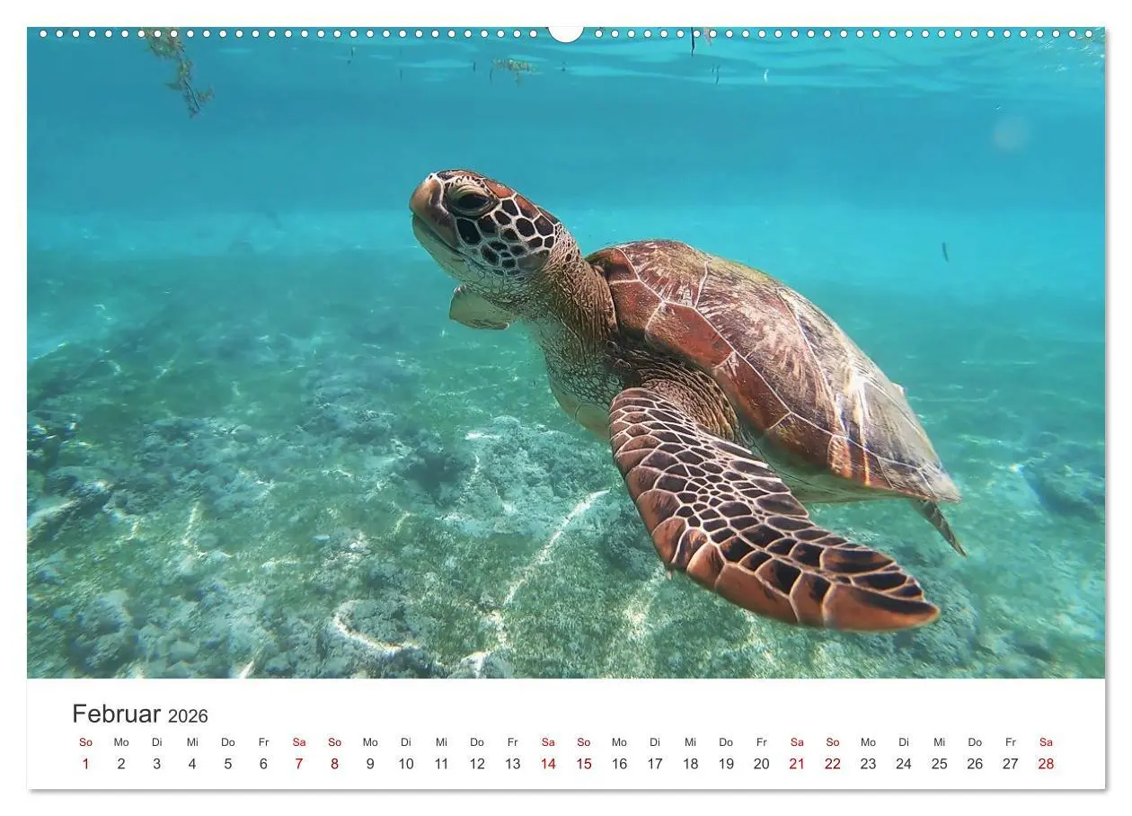 Bild: 9783457607756 | Schildkröten - Die gepanzerten Tiere. (Wandkalender 2026 DIN A2...