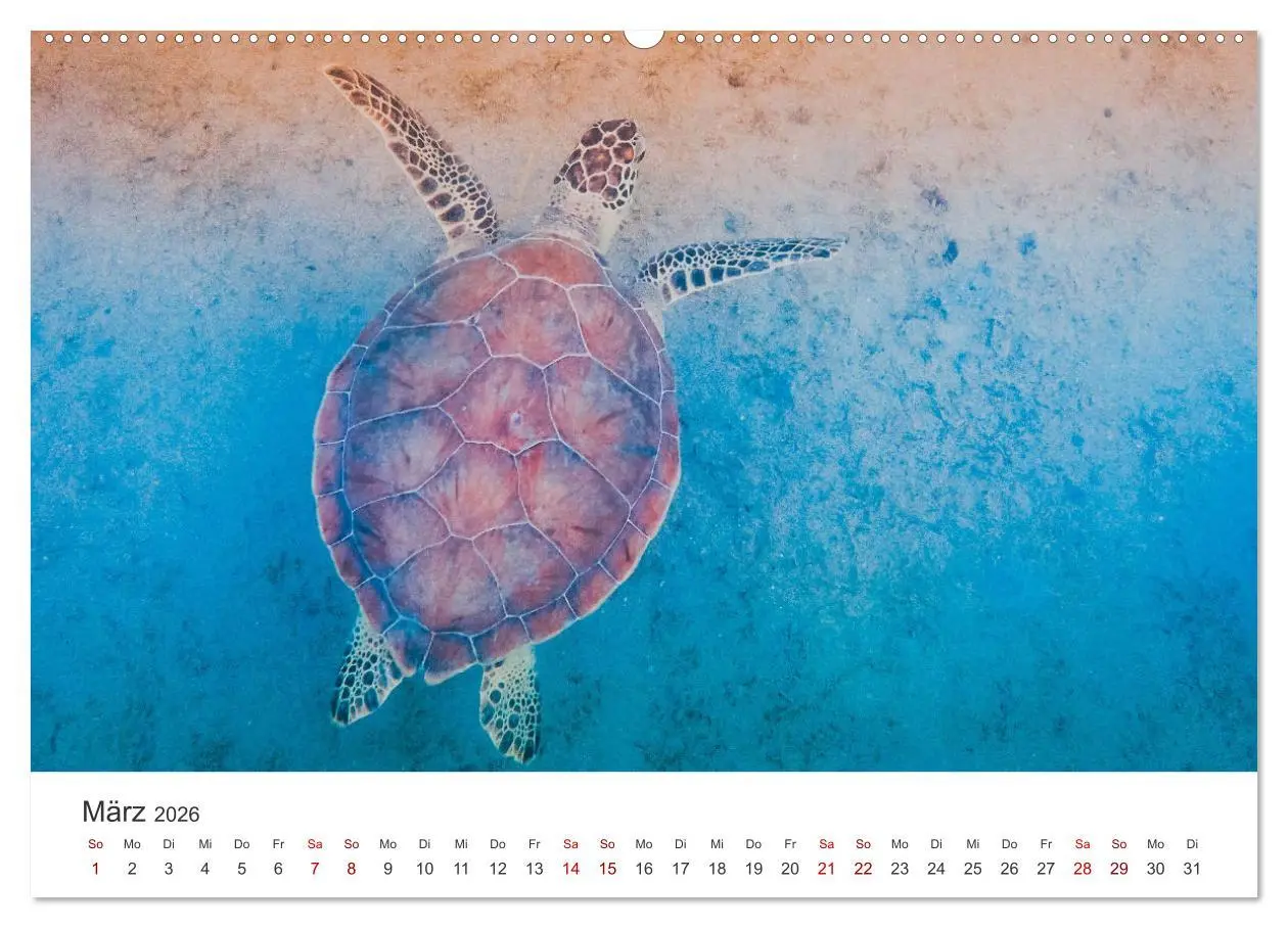 Bild: 9783457607756 | Schildkröten - Die gepanzerten Tiere. (Wandkalender 2026 DIN A2...