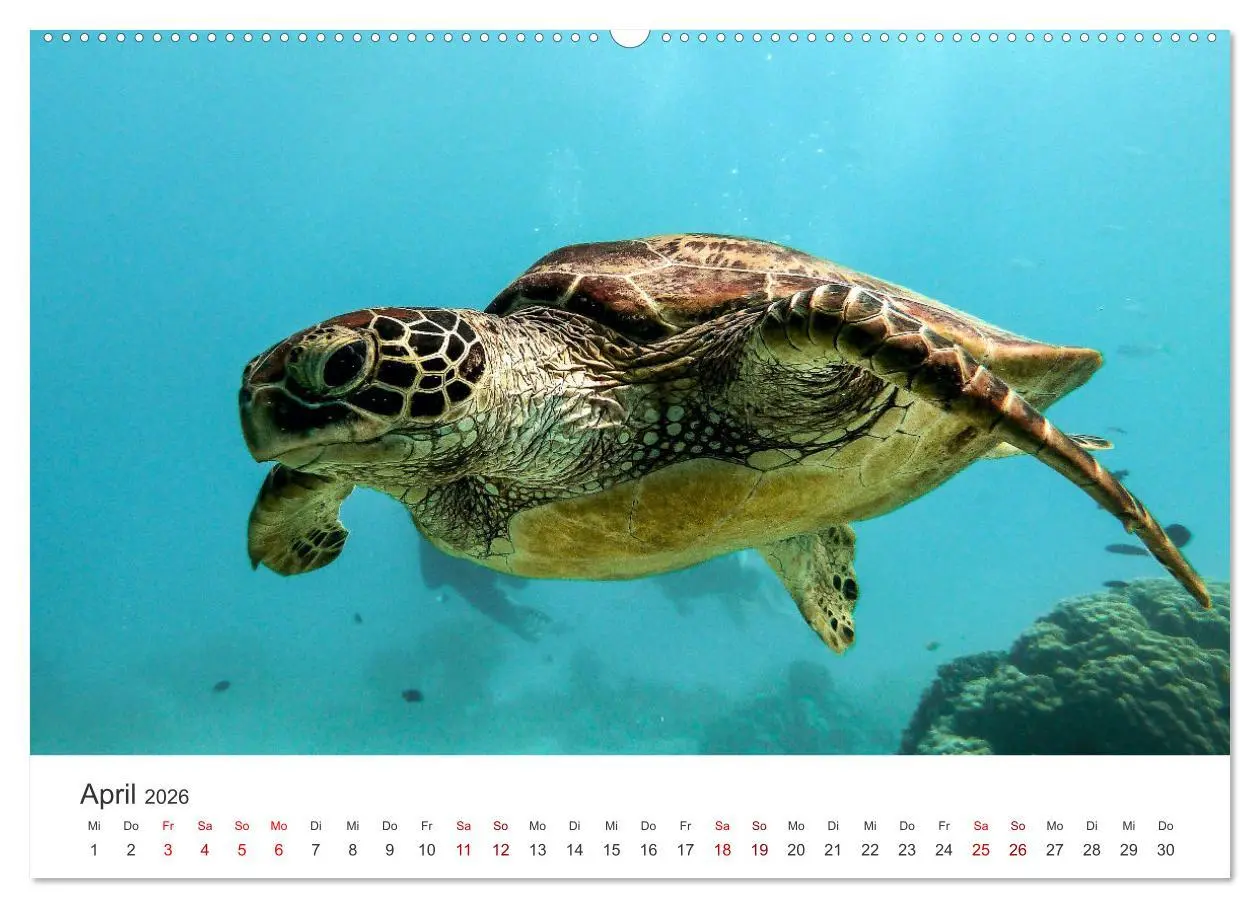 Bild: 9783457607756 | Schildkröten - Die gepanzerten Tiere. (Wandkalender 2026 DIN A2...