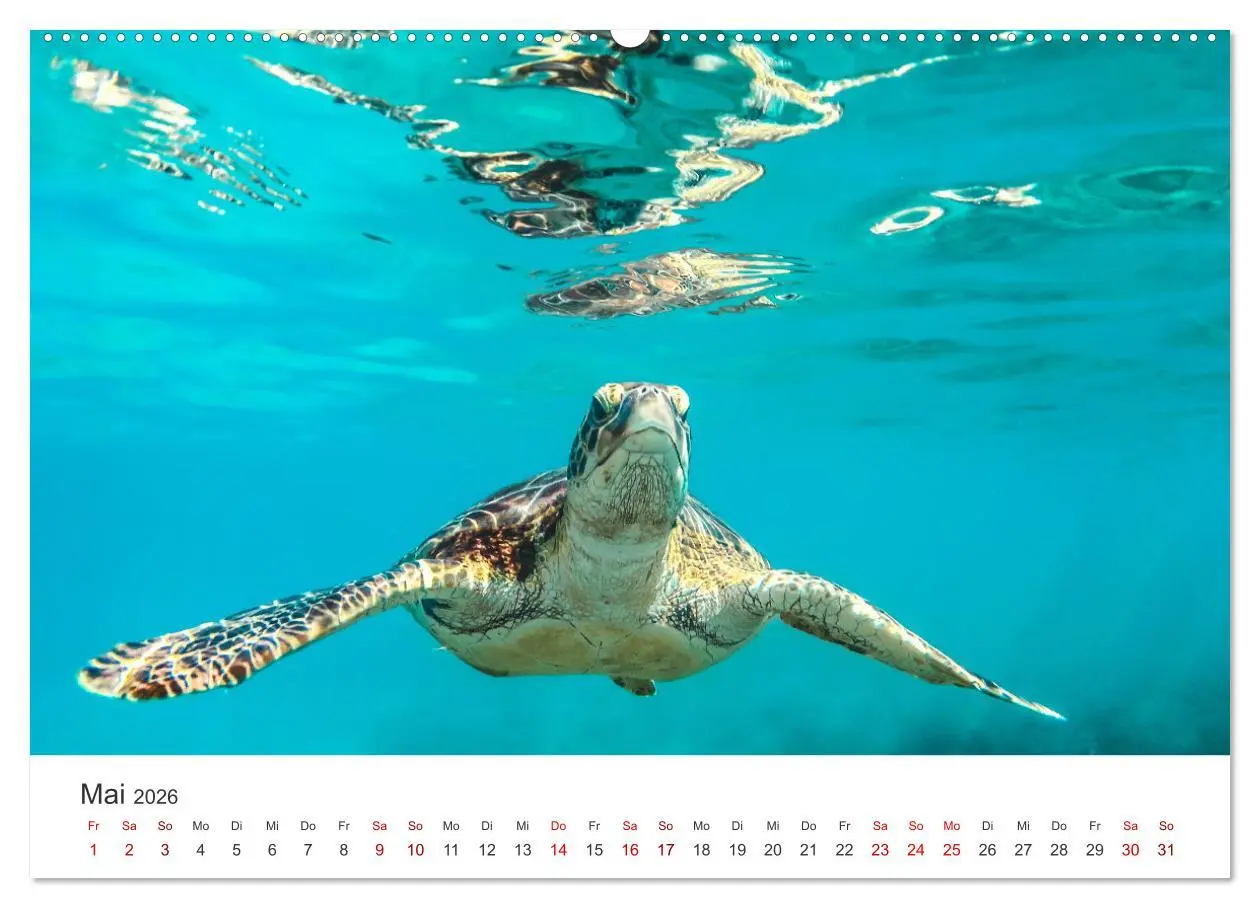 Bild: 9783457607756 | Schildkröten - Die gepanzerten Tiere. (Wandkalender 2026 DIN A2...