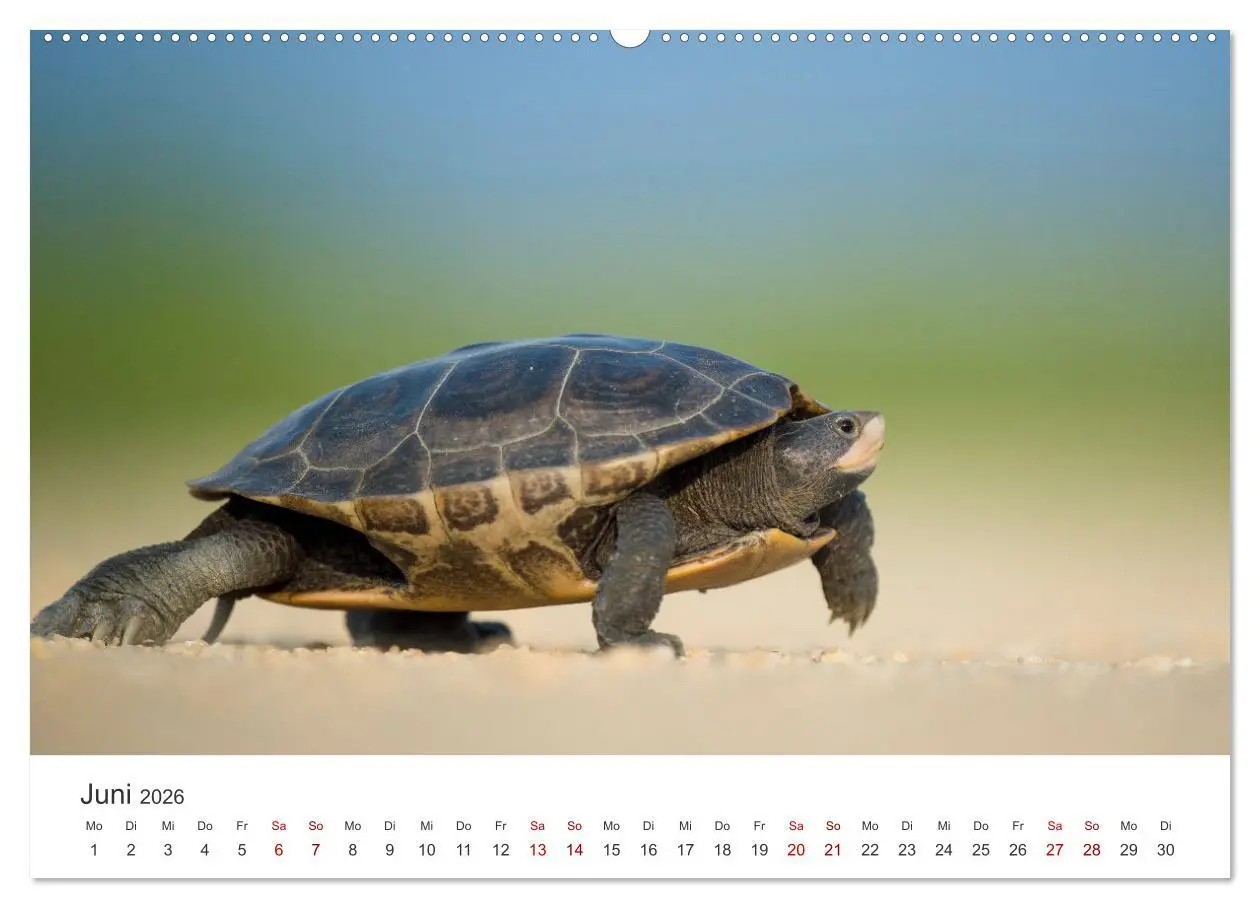 Bild: 9783457607756 | Schildkröten - Die gepanzerten Tiere. (Wandkalender 2026 DIN A2...