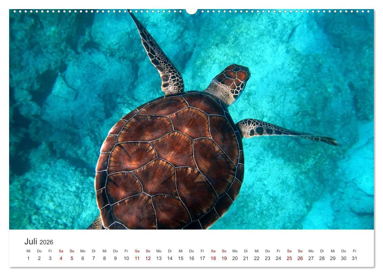 Bild: 9783457607756 | Schildkröten - Die gepanzerten Tiere. (Wandkalender 2026 DIN A2...