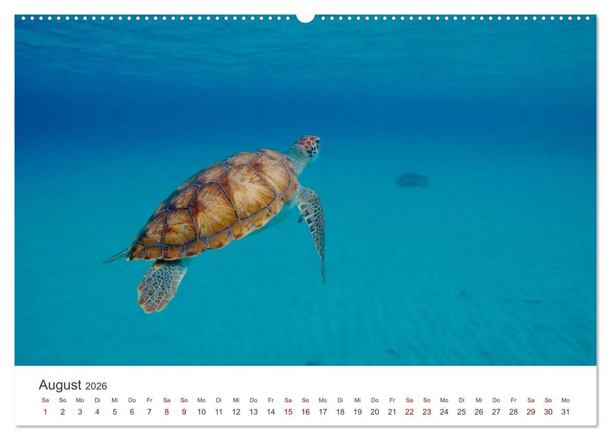 Bild: 9783457607756 | Schildkröten - Die gepanzerten Tiere. (Wandkalender 2026 DIN A2...