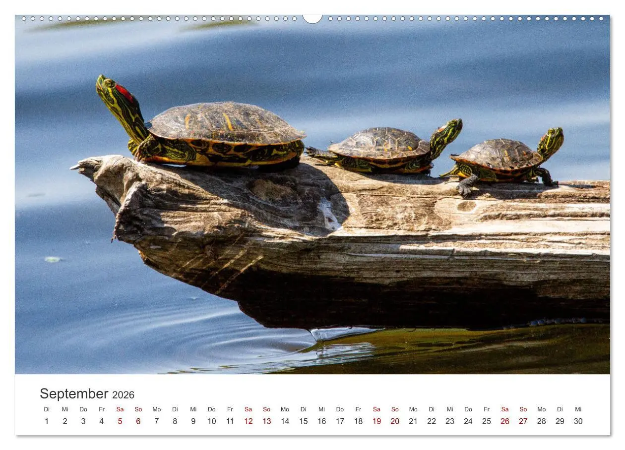Bild: 9783457607756 | Schildkröten - Die gepanzerten Tiere. (Wandkalender 2026 DIN A2...