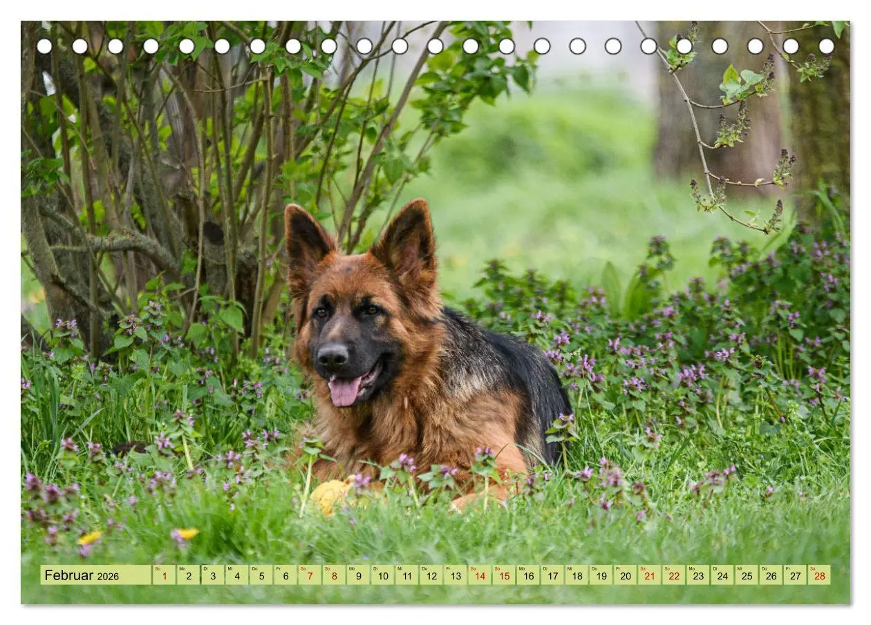 Bild: 9783457517956 | Altdeutsche Schäferhunde - Traumhafte Schäferhunde Langstockhaar...