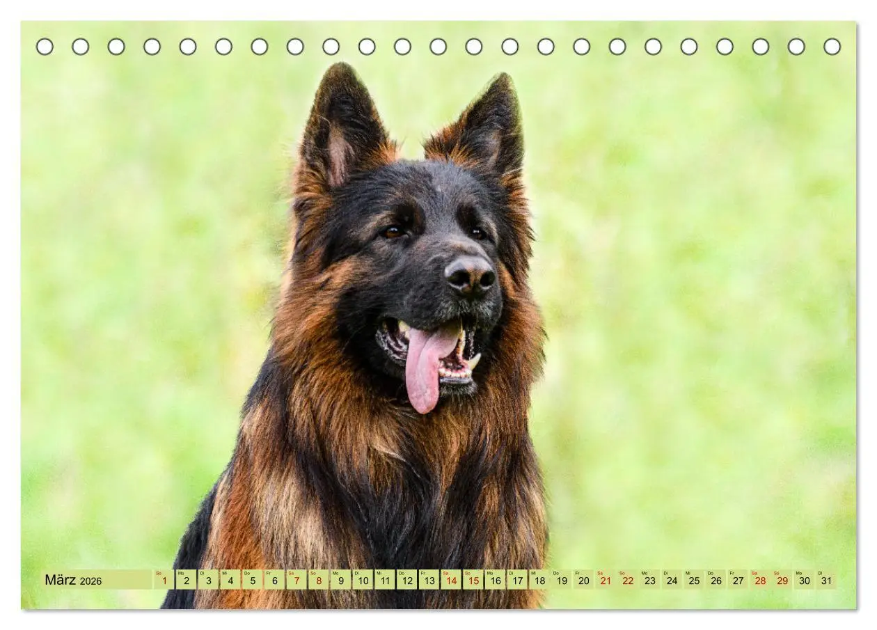Bild: 9783457517956 | Altdeutsche Schäferhunde - Traumhafte Schäferhunde Langstockhaar...
