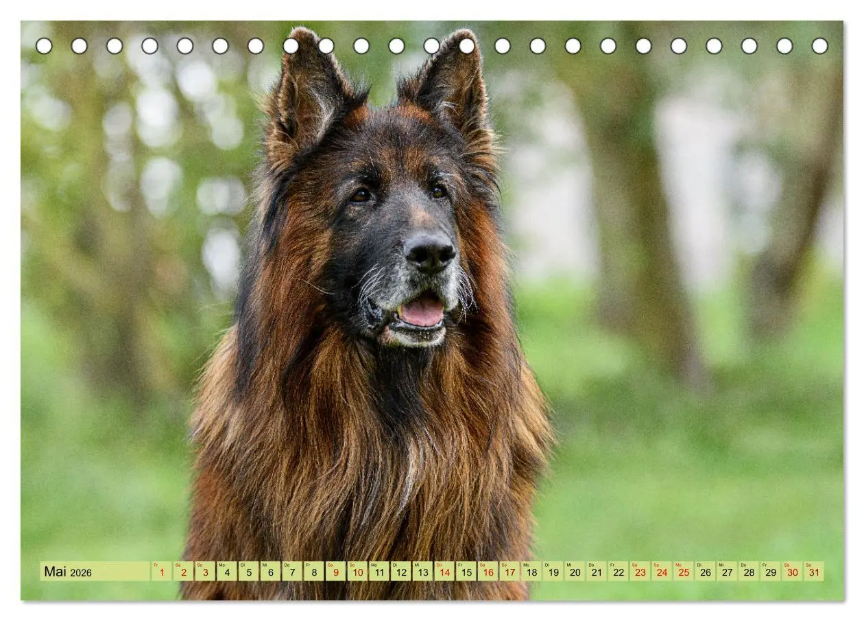 Bild: 9783457517956 | Altdeutsche Schäferhunde - Traumhafte Schäferhunde Langstockhaar...