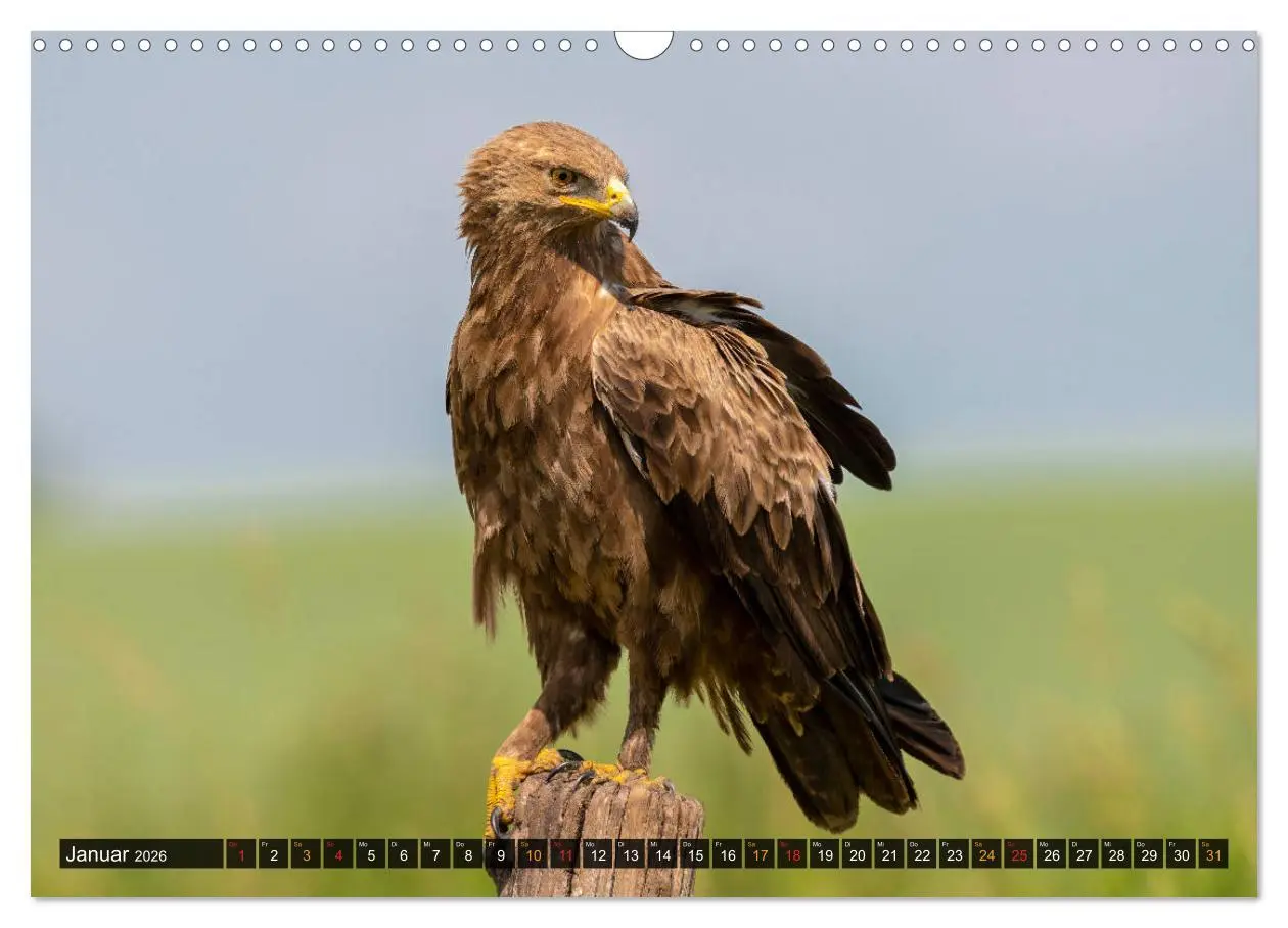 Bild: 9783457687956 | Der Schreiadler (Clanga pomarina) - Deutschands kleinster und stark...