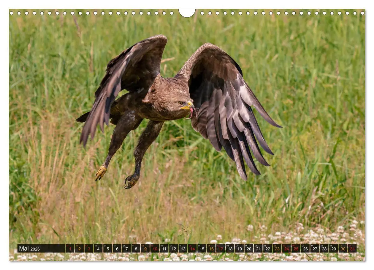 Bild: 9783457687956 | Der Schreiadler (Clanga pomarina) - Deutschands kleinster und stark...