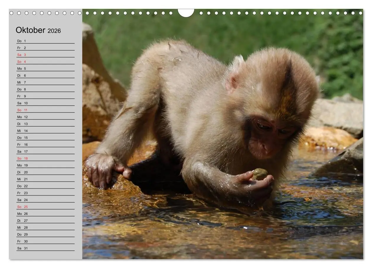 Bild: 9783457997956 | Faszination Affen. Kobolde zum Verlieben (Wandkalender 2026 DIN A3...