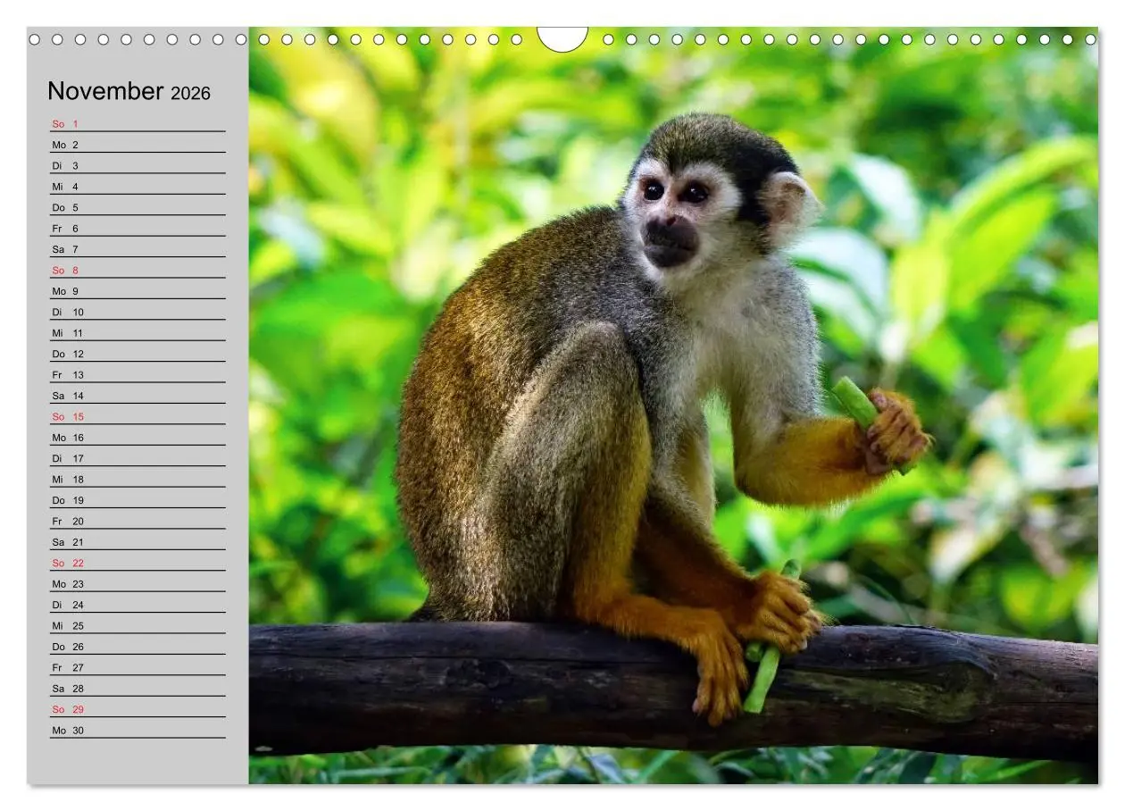 Bild: 9783457997956 | Faszination Affen. Kobolde zum Verlieben (Wandkalender 2026 DIN A3...