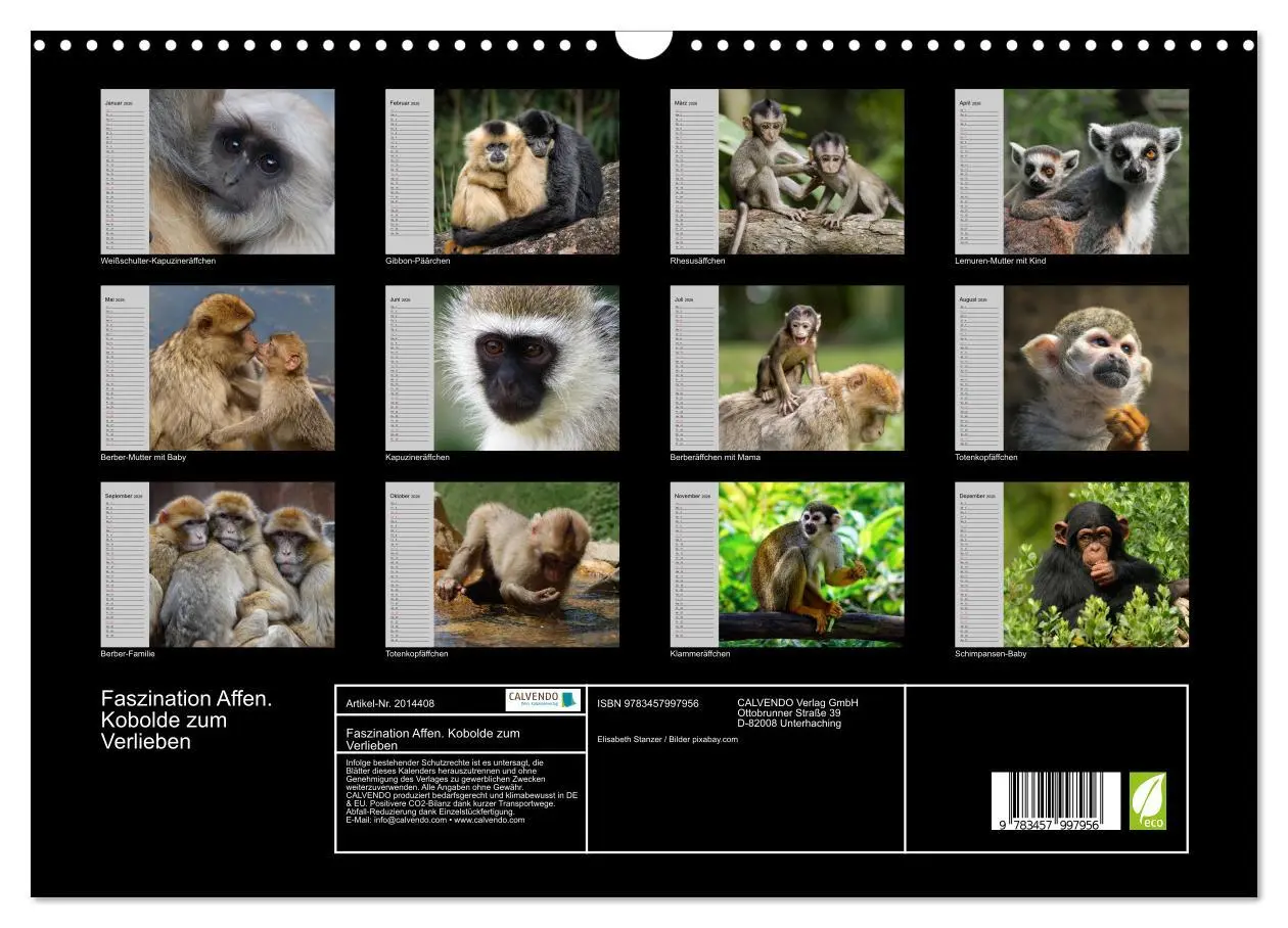 Bild: 9783457997956 | Faszination Affen. Kobolde zum Verlieben (Wandkalender 2026 DIN A3...