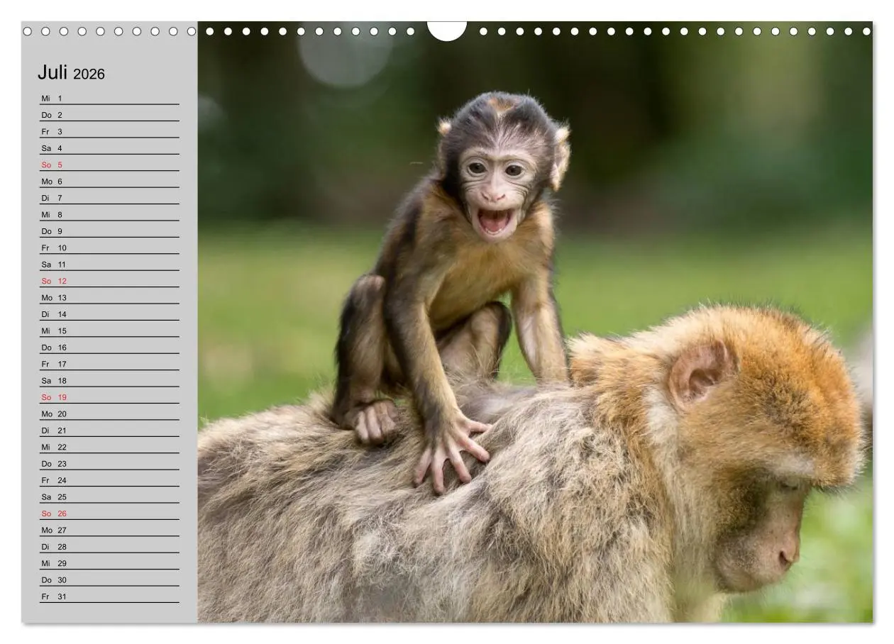 Bild: 9783457997956 | Faszination Affen. Kobolde zum Verlieben (Wandkalender 2026 DIN A3...