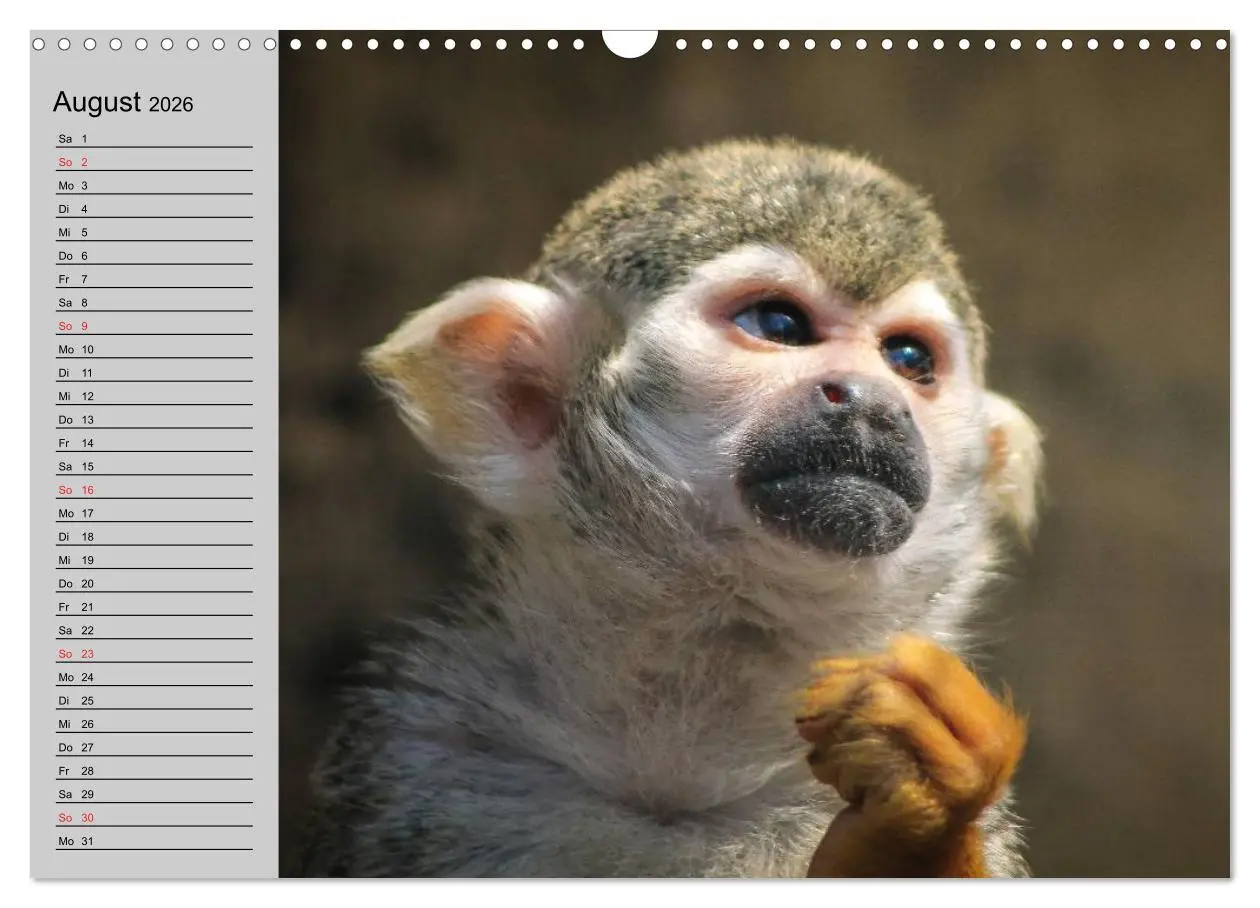 Bild: 9783457997956 | Faszination Affen. Kobolde zum Verlieben (Wandkalender 2026 DIN A3...