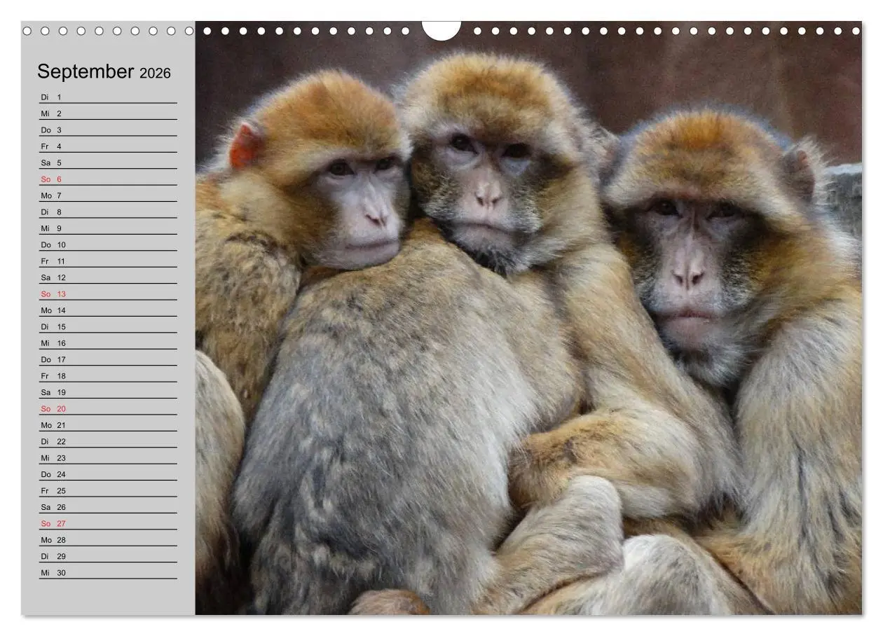 Bild: 9783457997956 | Faszination Affen. Kobolde zum Verlieben (Wandkalender 2026 DIN A3...