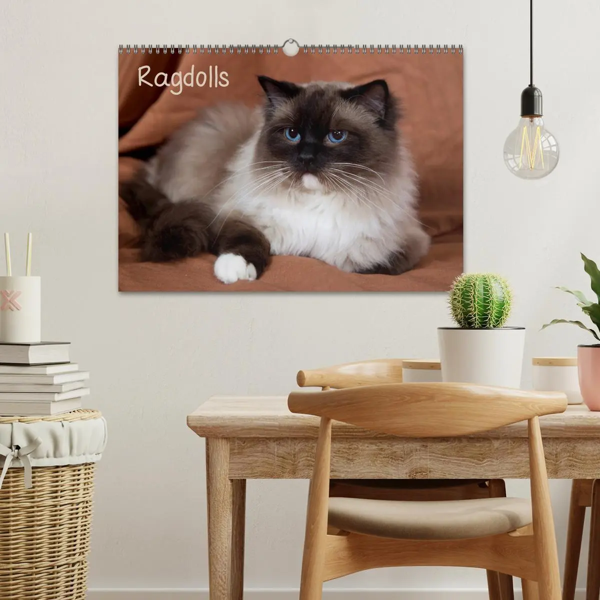 Bild: 9783516157956 | Ragdolls (Wandkalender 2026 DIN A3 quer), CALVENDO Monatskalender