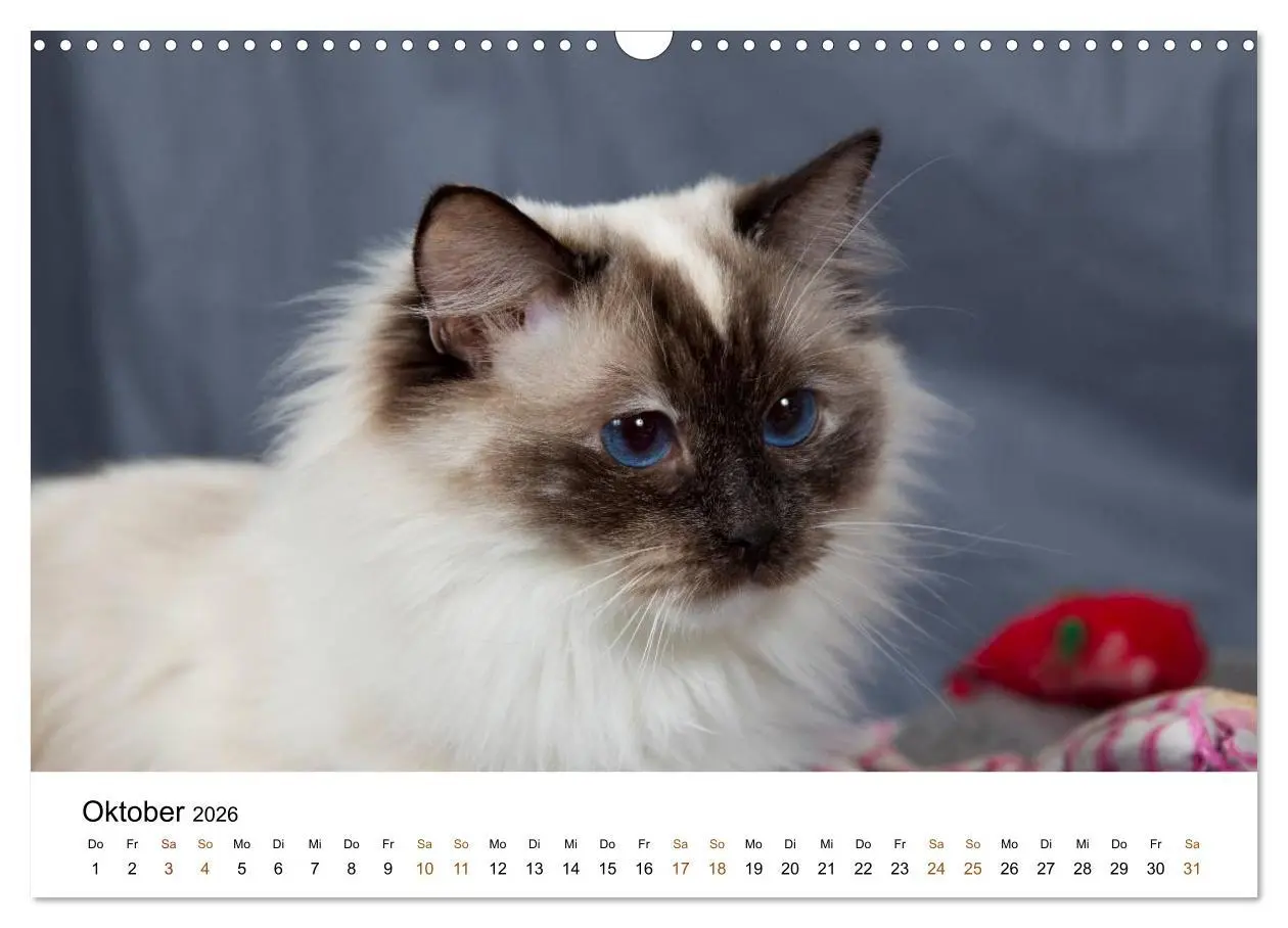 Bild: 9783516157956 | Ragdolls (Wandkalender 2026 DIN A3 quer), CALVENDO Monatskalender