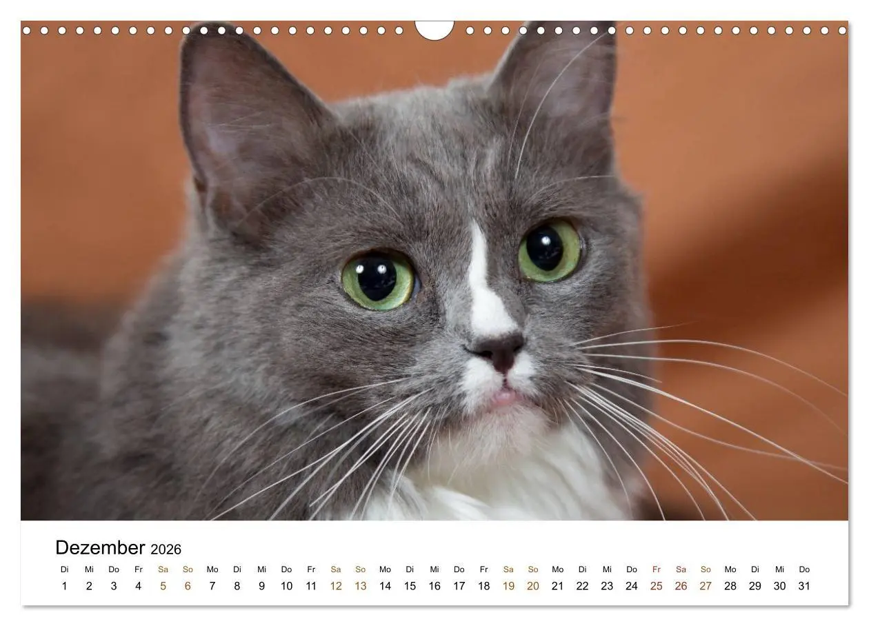 Bild: 9783516157956 | Ragdolls (Wandkalender 2026 DIN A3 quer), CALVENDO Monatskalender