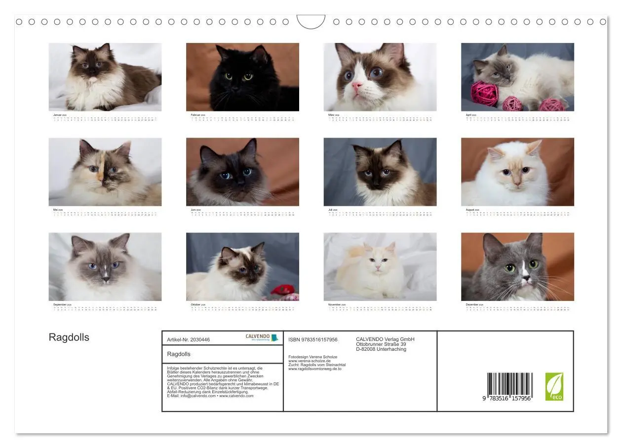 Bild: 9783516157956 | Ragdolls (Wandkalender 2026 DIN A3 quer), CALVENDO Monatskalender