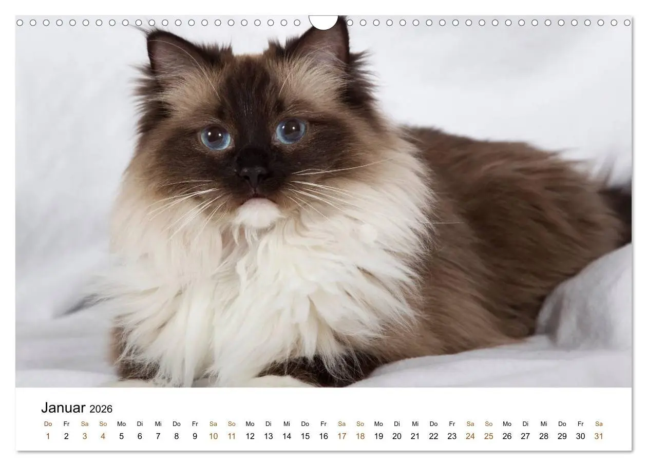 Bild: 9783516157956 | Ragdolls (Wandkalender 2026 DIN A3 quer), CALVENDO Monatskalender