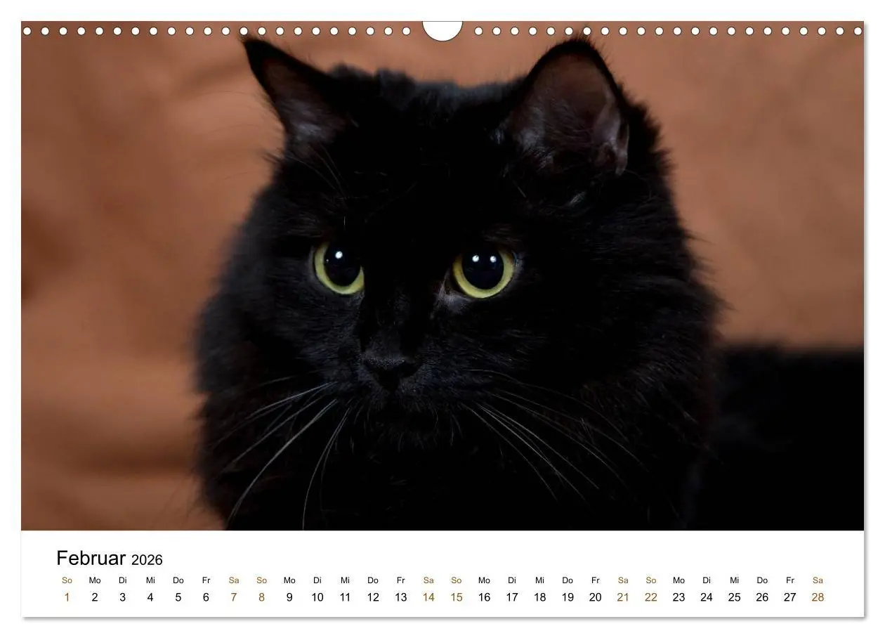 Bild: 9783516157956 | Ragdolls (Wandkalender 2026 DIN A3 quer), CALVENDO Monatskalender