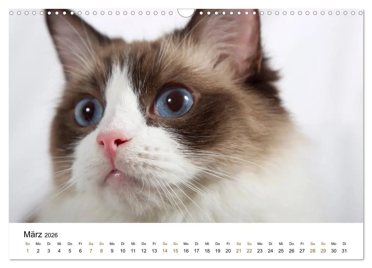 Bild: 9783516157956 | Ragdolls (Wandkalender 2026 DIN A3 quer), CALVENDO Monatskalender