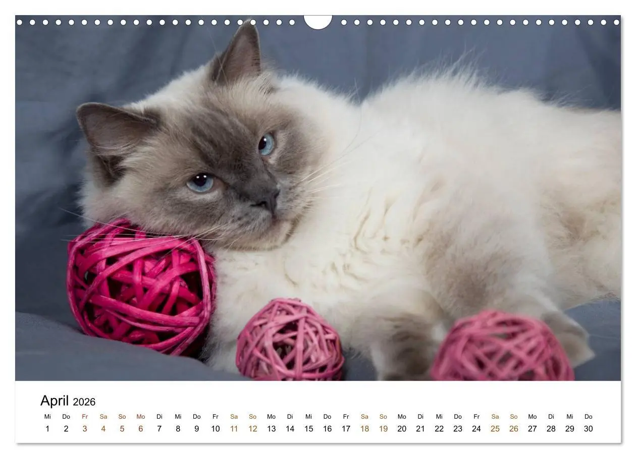 Bild: 9783516157956 | Ragdolls (Wandkalender 2026 DIN A3 quer), CALVENDO Monatskalender