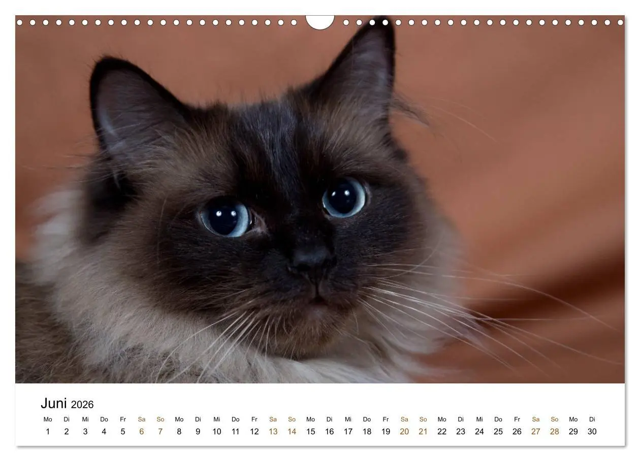 Bild: 9783516157956 | Ragdolls (Wandkalender 2026 DIN A3 quer), CALVENDO Monatskalender
