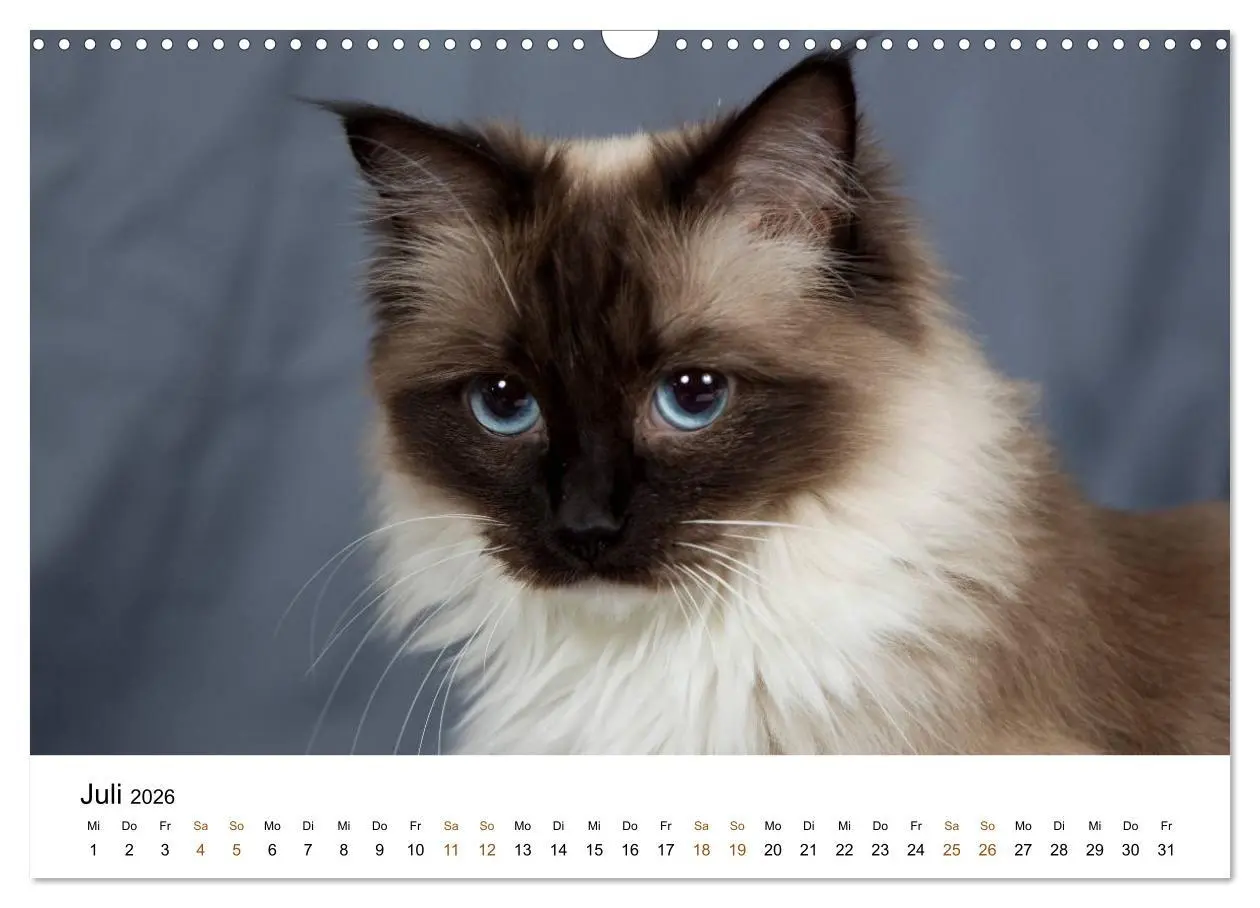 Bild: 9783516157956 | Ragdolls (Wandkalender 2026 DIN A3 quer), CALVENDO Monatskalender