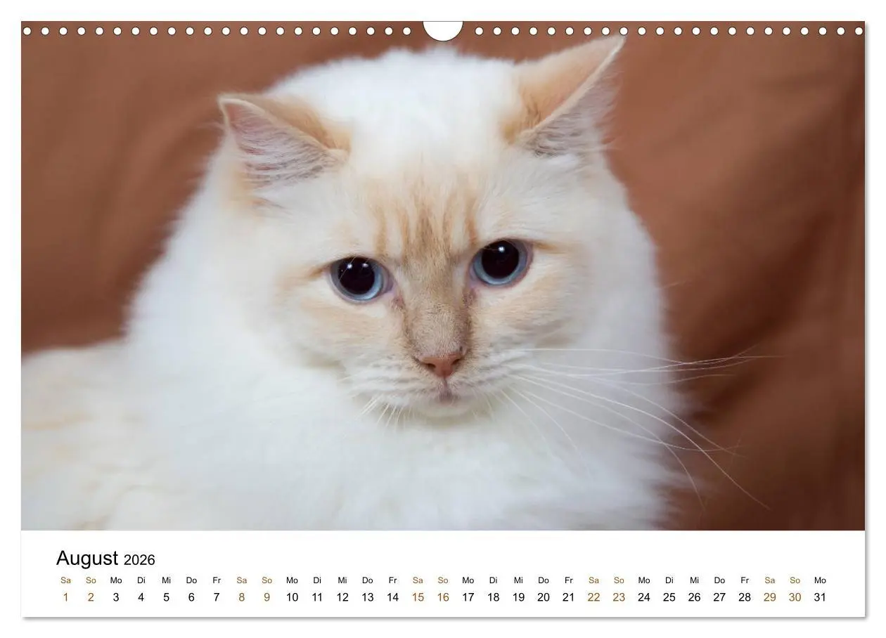 Bild: 9783516157956 | Ragdolls (Wandkalender 2026 DIN A3 quer), CALVENDO Monatskalender