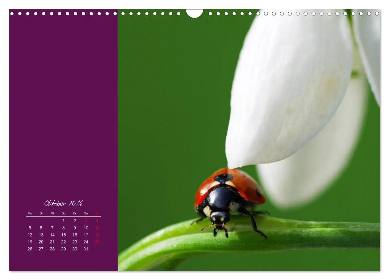 Bild: 9783516227956 | Momente des Glücks (Wandkalender 2026 DIN A3 quer), CALVENDO...