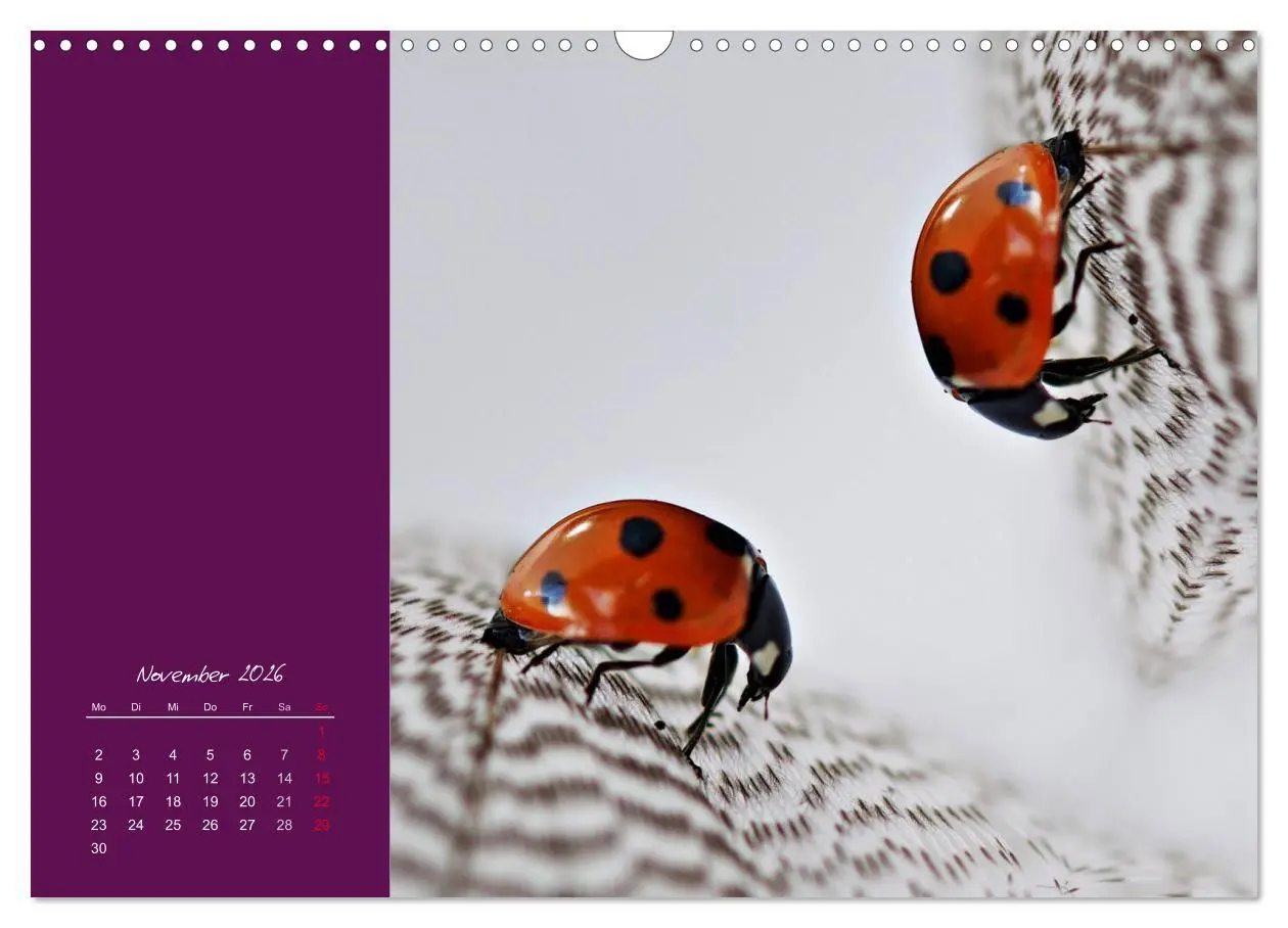 Bild: 9783516227956 | Momente des Glücks (Wandkalender 2026 DIN A3 quer), CALVENDO...