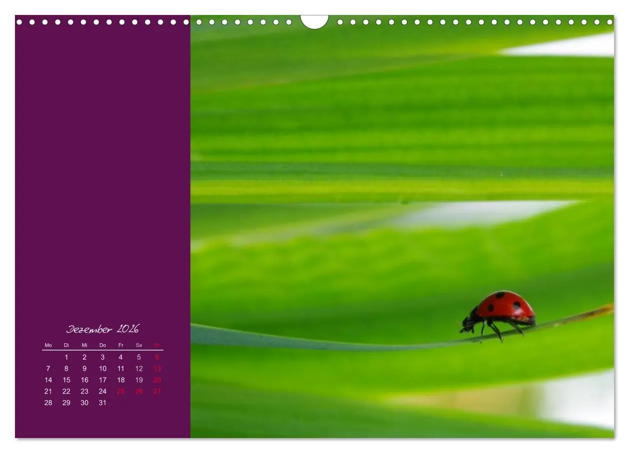 Bild: 9783516227956 | Momente des Glücks (Wandkalender 2026 DIN A3 quer), CALVENDO...