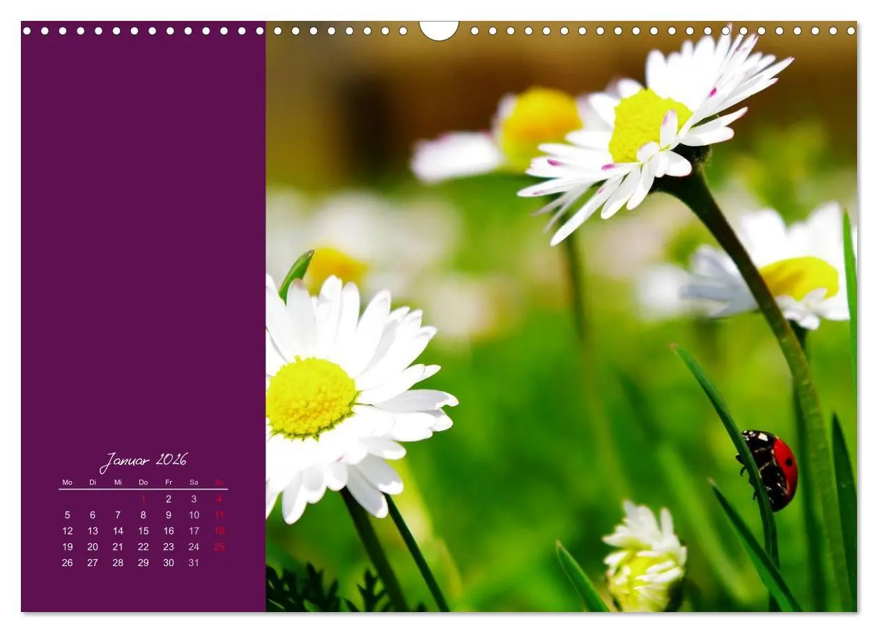Bild: 9783516227956 | Momente des Glücks (Wandkalender 2026 DIN A3 quer), CALVENDO...